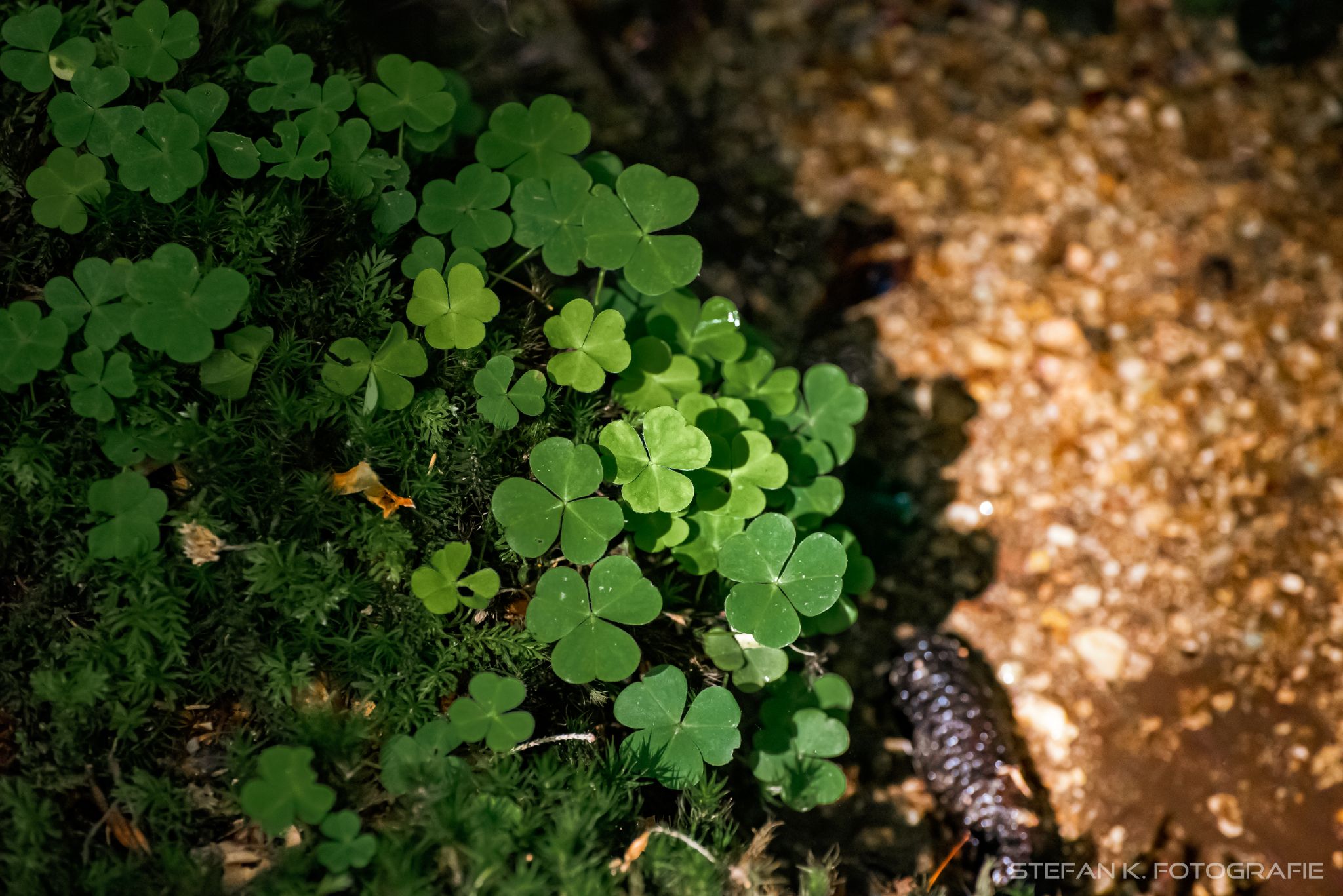 Klee am glitzernden Wasser